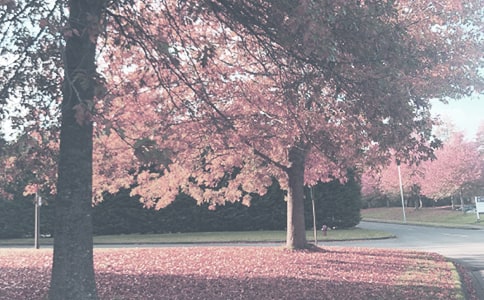 美如画的秋季作文