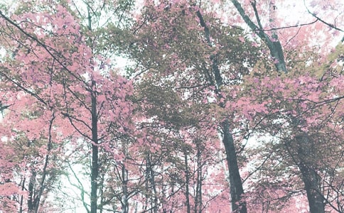 【推荐】我爱秋季作文