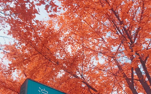 (精)秋日絮语作文