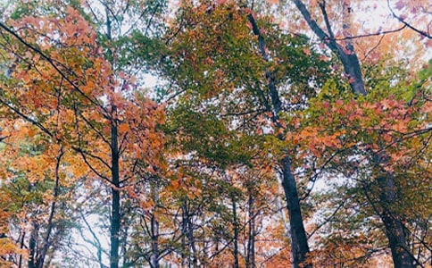 秋日即景作文【热门】