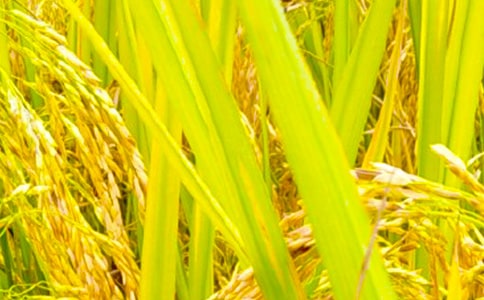 【荐】秋收的作文