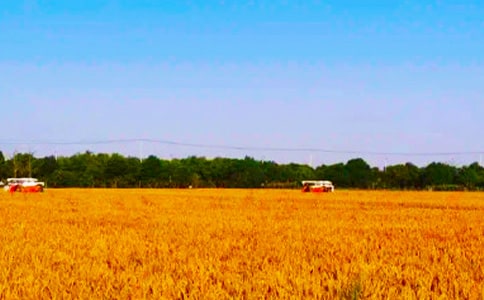 秋收的作文【推荐】