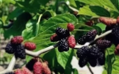 ժɣ������