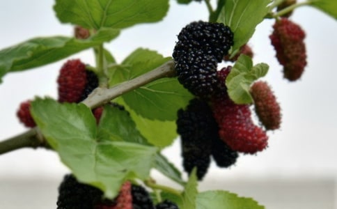 ժɣ������(�ϼ�11ƪ)