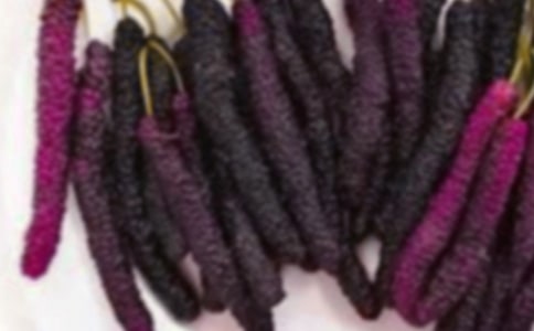 摘桑果作文15篇