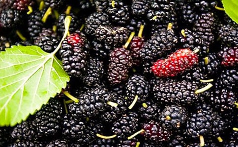 摘桑葚作文【推荐】