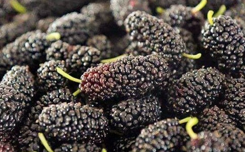 摘桑葚作文【荐】