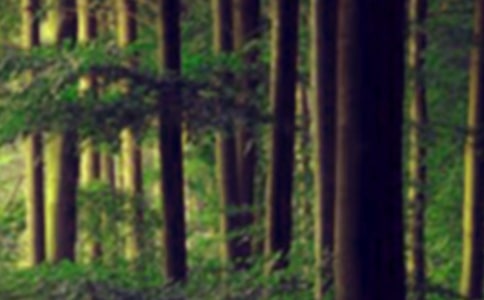 ɭ�����Сľ�ݶ����