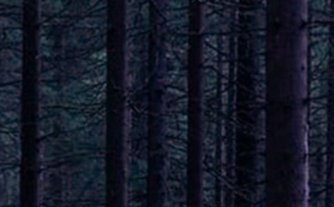 森林防火心得体会(精选15篇)