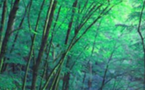 ����ɭ�����Сľ�ݡ������