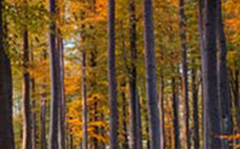 [����]ɭ�ַ�������