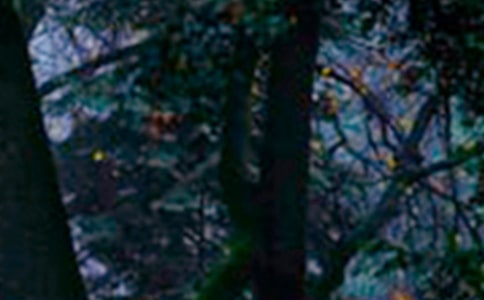 ľż��ɭ�ֶ����15ƪ�����㣩