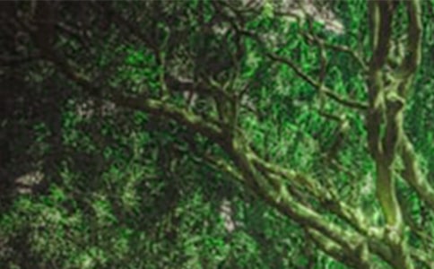 ɭ�ַ�������(����)