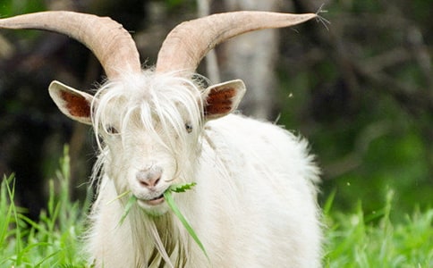 ��ɽ�򲻳����òݡ������[����]