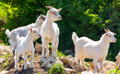 关于山羊的作文