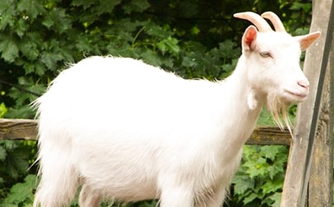 ɽ�򲻳����òݶ���о�ѡ(15ƪ)