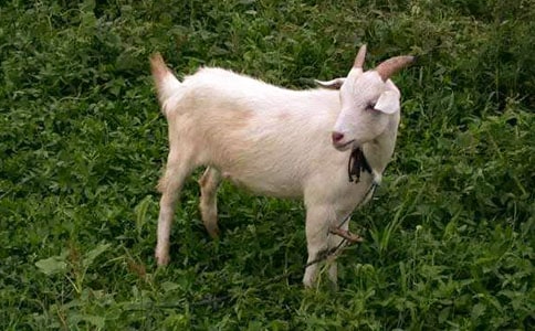  �¸ҵ�Сɽ������