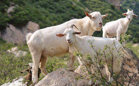 ɽ�򲻳����òݶ����