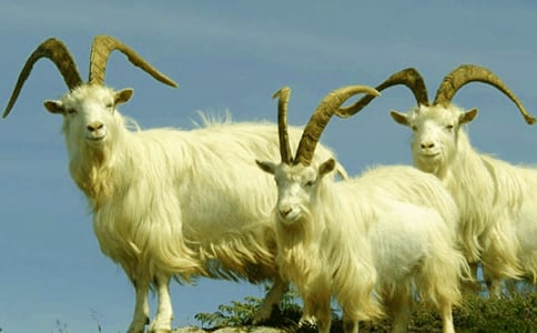 读《山羊不吃天堂草》有感