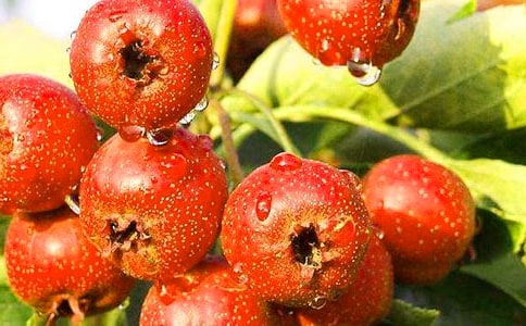 山楂树作文15篇