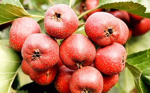 ��ɽ���֮���������5ƪ