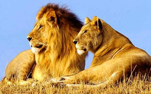 [��]ʨ�����ۺ��15ƪ