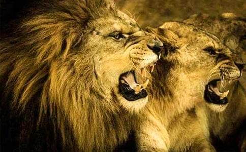 ����ʨ�ӵķ��ն���У���ѡ17ƪ��