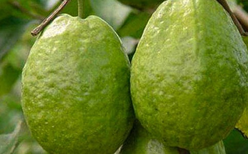 摘石榴作文10篇