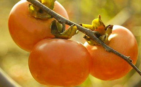 柿子树作文精品(15篇)