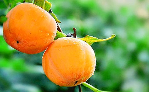 我家的柿子树作文(12篇)