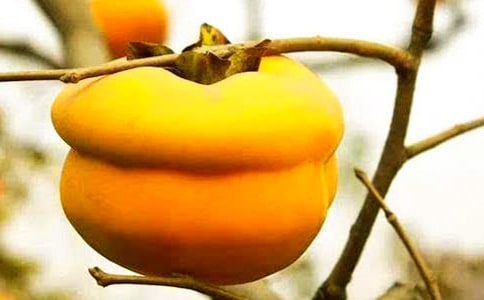 我家的柿子树作文