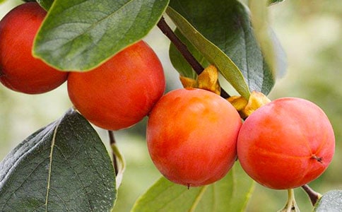 (通用)我家的柿子树作文