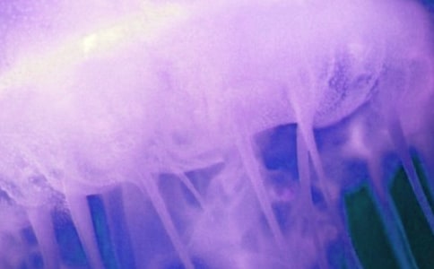 观察水母的作文