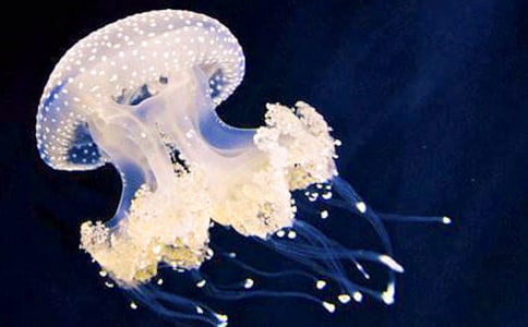 水母的作文精选15篇