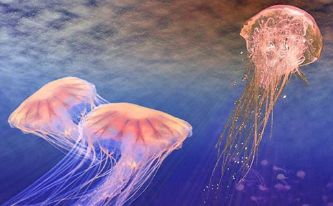 ����ˮĸ����