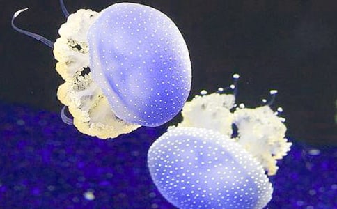 �й�ˮĸ������