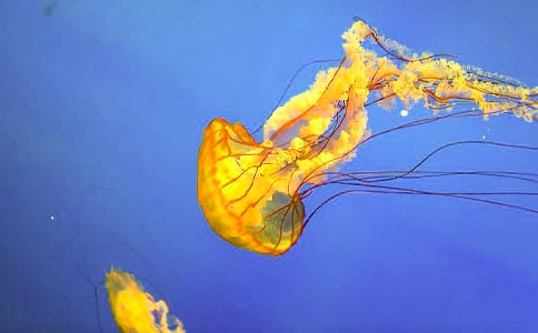 ˮĸ������