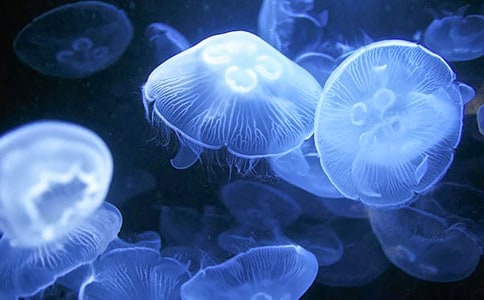 有趣的水母作文(精选25篇)