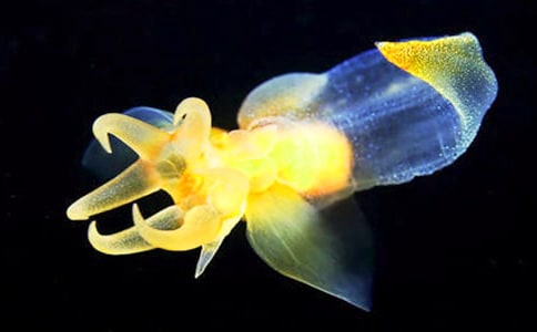 水母的顺风耳作文