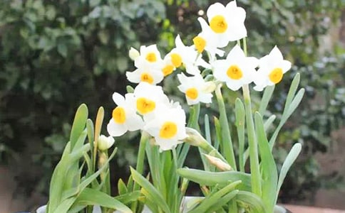 水仙花作文优秀【15篇】