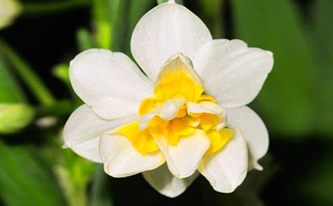 【优选】水仙花作文