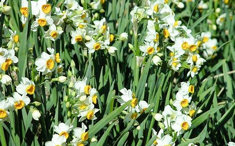 水仙花作文【优秀】