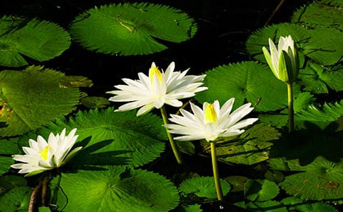 绽放的睡莲作文