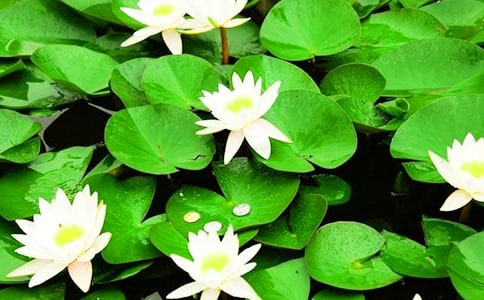 ���ŵ�˯������(����5ƪ)