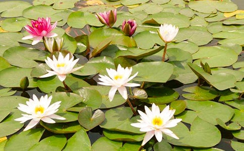 睡莲的作文(15篇)