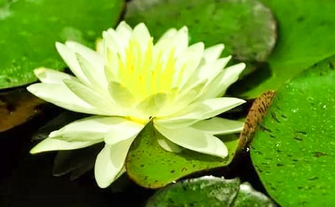 ���ŵ�˯������(5ƪ)