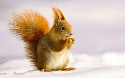 关于小松鼠的童话故事