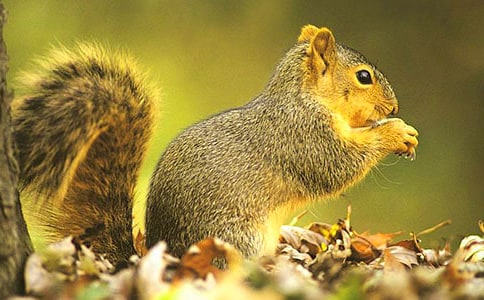 【优选】小松鼠作文