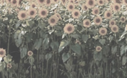 太阳花作文【精】