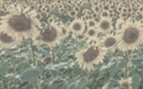 ��ѡ̫��������600����ƪ